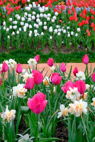 tulip flowers blooming in spring season with text space on blue sky