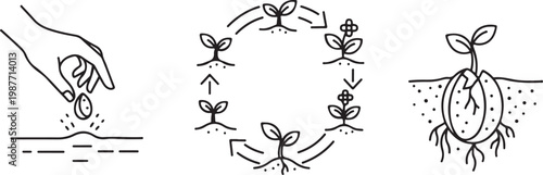 Planting seed germination and growth cycle stages icon set Isolated on white background