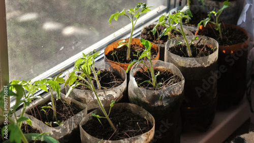 Tomato (Solanum lycopersicum). Young green tomato seedlings grow in cut plastic bottles on sun-drenched windowsill.