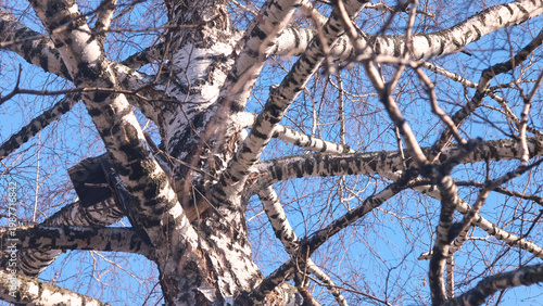 Birch (Betula). A powerful trunk and intertwined bare branches of a tree with black and white bark and an old wooden birdhouse against a blue sky.