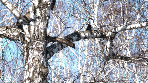 Common Starling (Sturnus vulgaris). A black bird sitting on a thick branch of a birch tree (Betula) next to an old birdhouse under a blue sky.
