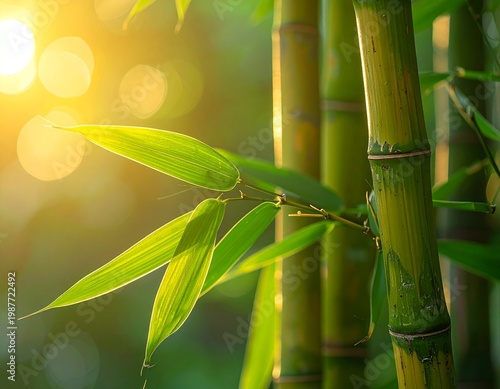 Bamboo Plant Cluster with Soft Natural Light