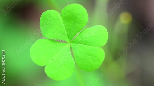 Slow Motion Macro Shot of Shamrock, a three-leaf clover, swaying gently in the soft light, symbol of Irish heritage and St. Patrick's Day at 180 fps High quality footage
