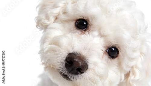 Close-up portrait of a fluffy white Bichon Frise dog with dark expressive eyes looking curiously at the camera