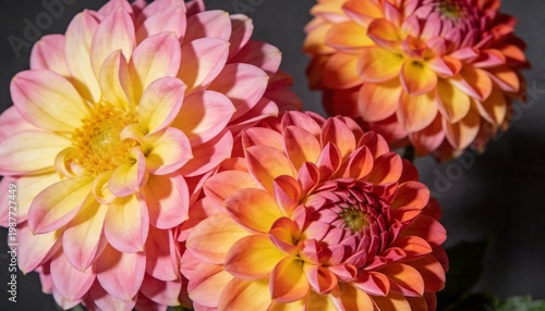 Close-up of vibrant pink and orange dahlia flowers with delicate petals blooming in soft natural light