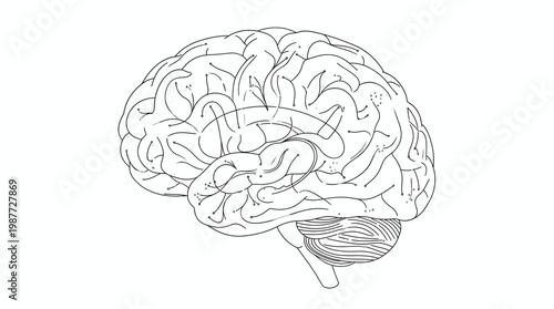 Detailed line drawing of human brain anatomy. Vector illustration. Isolated on a white background.