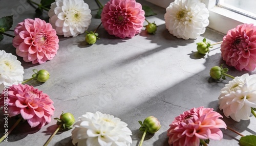 Beautiful pink and white dahlia flowers arranged in a circle on a textured gray surface with soft natural light