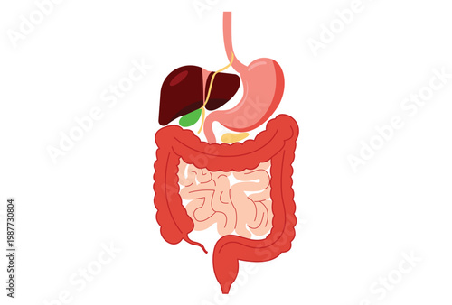 Diagram of the human digestive system showing the esophagus stomach liver gallbladder and intestines vector.