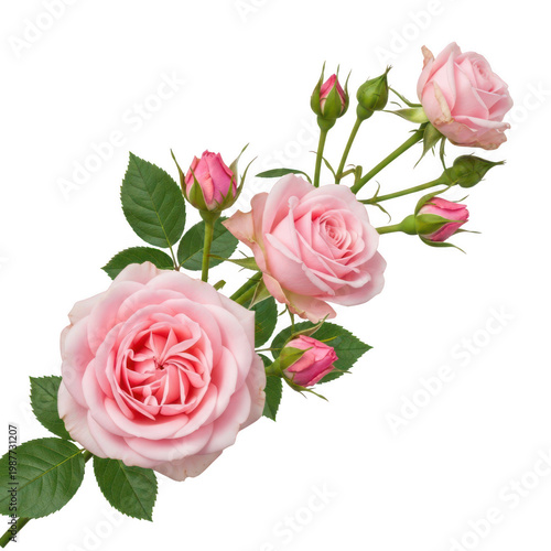 A beautiful bouquet of pink roses with delicate buds and green leaves