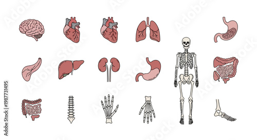 Vector illustration set showcasing diverse human internal organs and skeletal components for anatomical study and health education resources