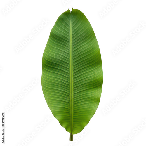 A single, vibrant green leaf with a pointed tip and smooth edges