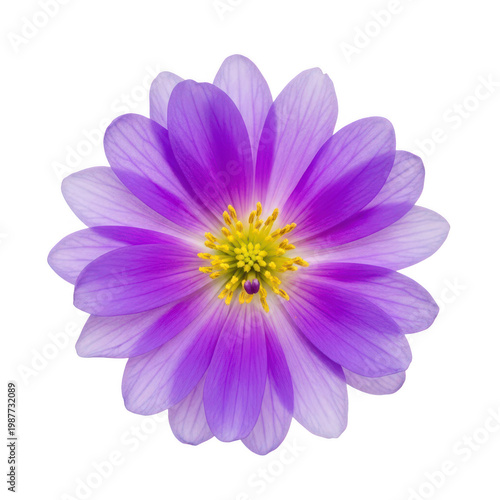 A vibrant purple flower with delicate petals and a yellow center blooming in full sunlight