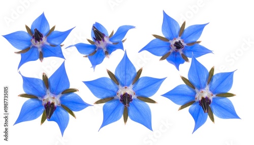 An overhead shot presents seven vibrant, star-shaped blossoms with periwinkle petals and dark, contrasting centers, floating on white