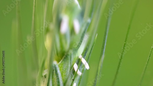 Slow Motion Macro Shot of Wheat ear anther filaments releasing pollen grains during pollination process in a field, shot with shallow depth of field at 180 fps High quality footage