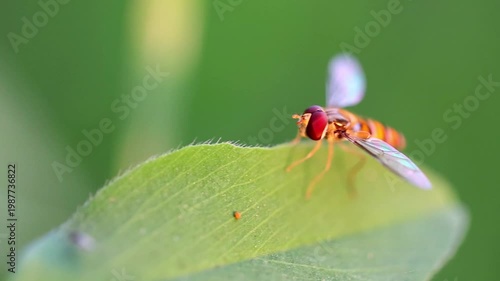 Slow Motion Macro Shot of Hoverfly resting on a vibrant green leaf with wings outstretched in natural sunlight at 180 fps High quality footage