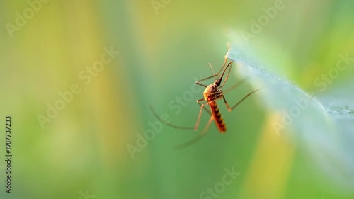 Slow Motion Macro Shot of Mosquito resting on a green leaf edge during a warm spring day with natural bokeh background at 180 fps High quality footage