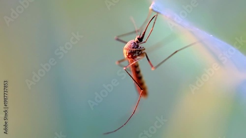 Slow Motion Macro Shot of Mosquito resting on a leaf with visible proboscis against a blurred background in soft light at 180 fps High quality footage