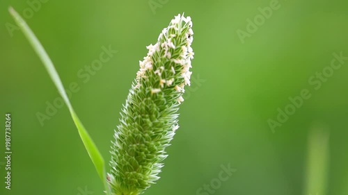 Slow Motion Macro Shot of Grass seed head blowing gently in a soft breeze with a lush green background during a sunny day at 180 fps High quality footage