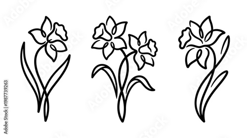 Elegant Black Line Art Daffodils on White