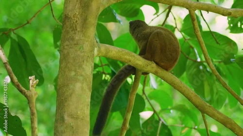 A wide angle view of a Collared brown lemur (Eulemur collaris) Sitting in a tree. Madagascar rainforest.