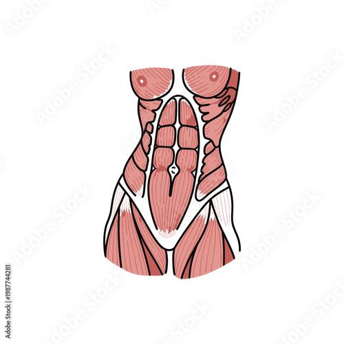Human Abdominal and Torso Muscle Anatomy Illustration