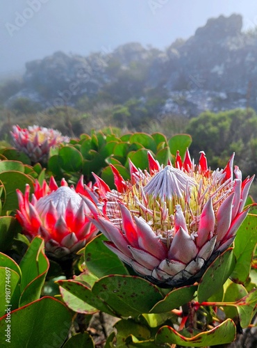 Foto La Protea Rey (Protea cynaroides)