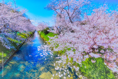 日本の街の中を流れる疎水では、春になると桜並木でピンク色に飾られます
