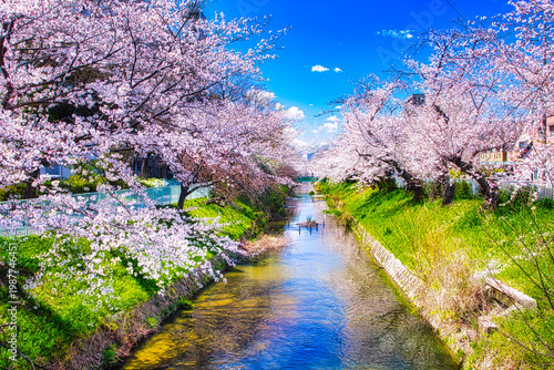 日本の街の中を流れる疎水では、春になると桜並木でピンク色に飾られます
