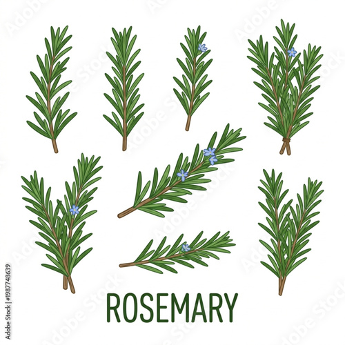Fresh green rosemary leaf and hemp plant isolated on white background as a natural herbal medicine twig