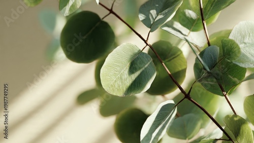 Fresh Eucalyptus Leaves with Sun Shadows on Neutral Background
