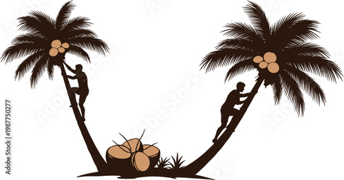 Two men climbing coconut palm trees to harvest coconuts with black and white climbing harvesting