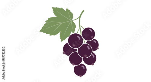 Bunch of purple grapes hanging down.