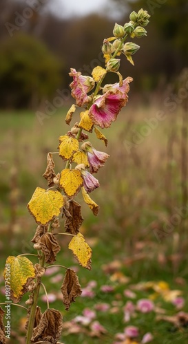 Beautiful Hollyhock Plant with Colorful Flowers in Nature.