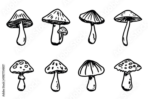 Hand drawn mushroom doodle set Botanical illustration Cute autumn mushroom Healthy eco food Organic vegetarian food For stickers, greeting card, design, print, packaging, decor, kids books