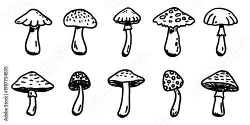 Hand drawn mushroom doodle set Botanical illustration Cute autumn mushroom Healthy eco food Organic vegetarian food For stickers, greeting card, design, print, packaging, decor, kids books