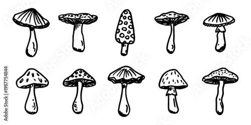 Hand drawn mushroom doodle set Botanical illustration Cute autumn mushroom Healthy eco food Organic vegetarian food For stickers, greeting card, design, print, packaging, decor, kids books