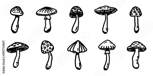 Hand drawn mushroom doodle set Botanical illustration Cute autumn mushroom Healthy eco food Organic vegetarian food For stickers, greeting card, design, print, packaging, decor, kids books