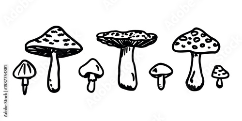 Hand drawn mushroom doodle set Botanical illustration Cute autumn mushroom Healthy eco food Organic vegetarian food For stickers, greeting card, design, print, packaging, decor, kids books