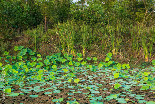 Beautiful green lotus leaves in the swamps. Nature background.