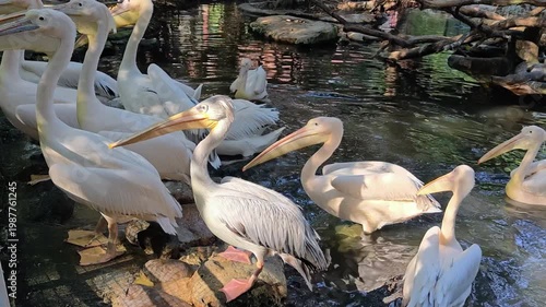 A large group of white pelicans standing side by side in the water. Feeding.