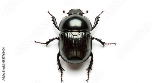 Close-up studio shot of a shiny black dung beetle isolated on a white background