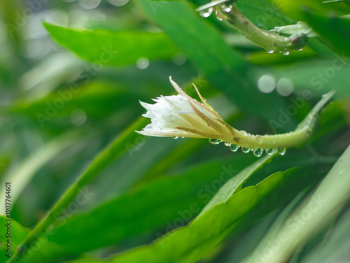Close-up of a delicate white flower bud with water droplets on green leaves, capturing freshness, morning dew, and natural beauty in a serene macro garden scene.