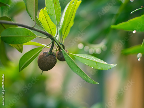 Close-up of tropical fruit on a leafy branch with water droplets, highlighting fresh greenery, natural growth, and serene garden atmosphere in soft morning light.