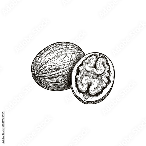 Hand-drawn vintage engraving illustration of a whole walnut and a half-opened walnut with kernel isolated on a white background.
