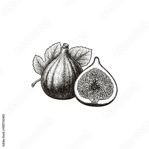 Vintage hand drawn engraving illustration of whole and sliced fig fruit with leaves isolated on white background.