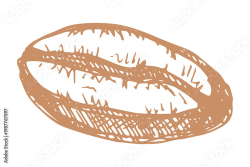 Hand drawn fresh roasted coffee bean Arabica robusta seed doodle Single element for print, web, design, decor