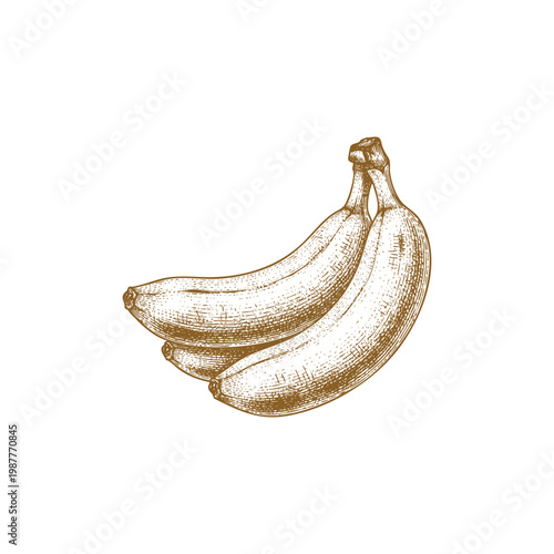 Hand-drawn gold etching style illustration of a small bunch of ripe bananas on a clean white background