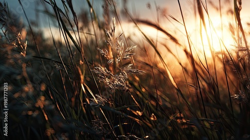 Golden sunlight illuminating tall grass in a serene landscape at dusk, creating a tranquil atmosphere