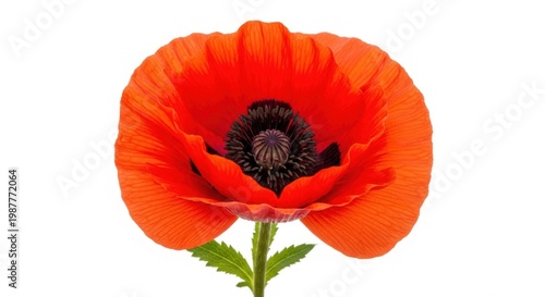 Front view of a beautiful red poppy flower with green stem and leaves.