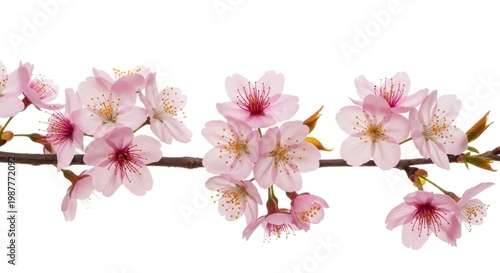 Delicate pink cherry blossoms on a branch against a clean white background.